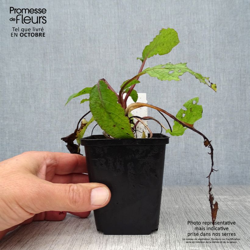 Exemplaar van Symphytum grandiflorum - Smeerwortel Kweekpotje van 8/9 cm zoals geleverd in de herfst