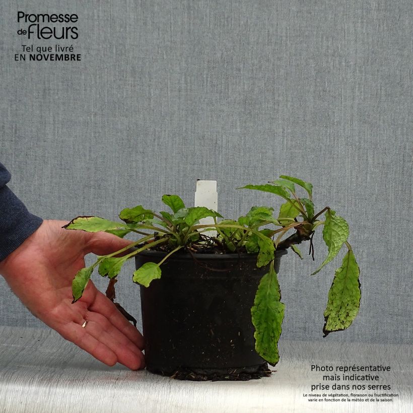 Exemplaar van Symphytum grandiflorum - Smeerwortel Pot van 2 l/3 l zoals geleverd in de herfst
