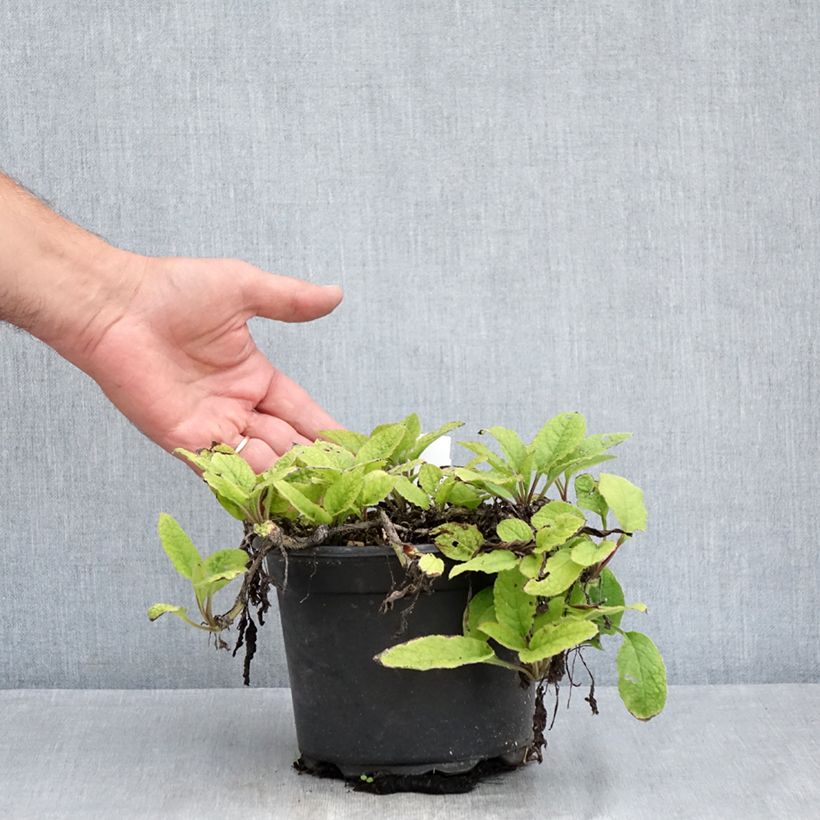 Exemplaar van Symphytum grandiflorum - Smeerwortel Pot van 2 l/3 l zoals geleverd in de zomer