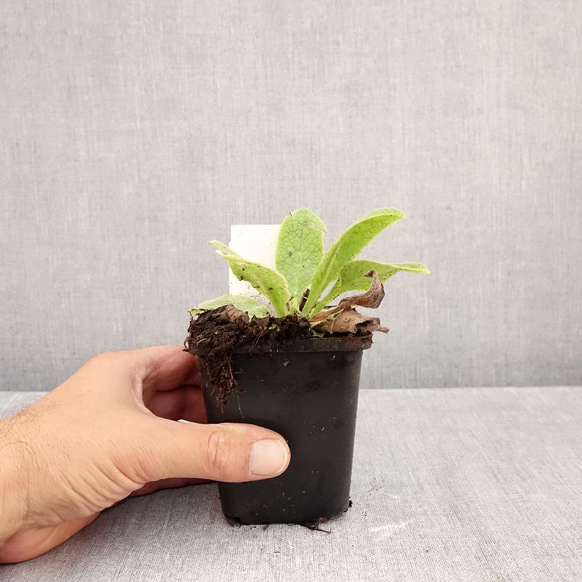 Exemplaar van Symphytum azureum - Smeerwortel Kweekpotje van 8/9 cm zoals geleverd in de herfst