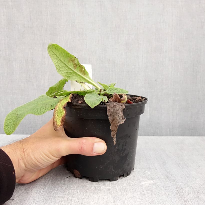 Exemplaar van Symphytum azureum - Smeerwortel Pot van 2 l/3 l zoals geleverd in de herfst