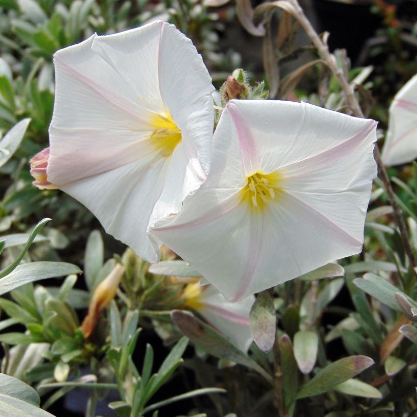 Convolvulus cneorum - Zilverwinde (Flowering)