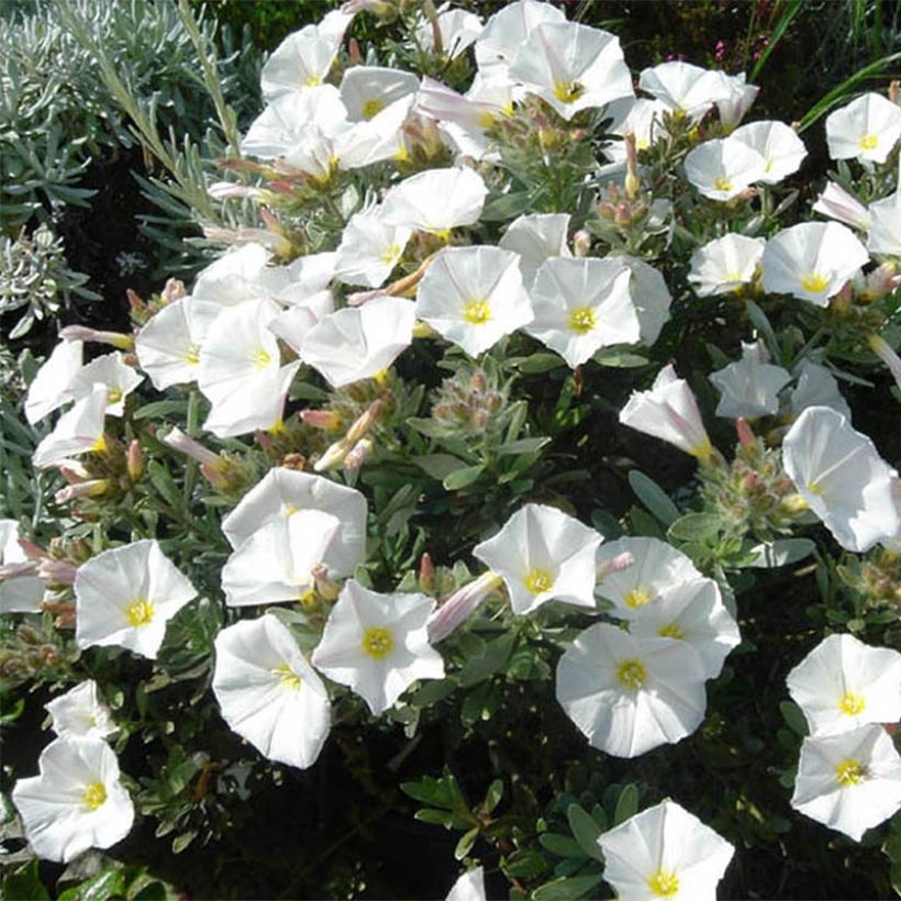 Convolvulus cneorum - Zilverwinde (Plant habit)