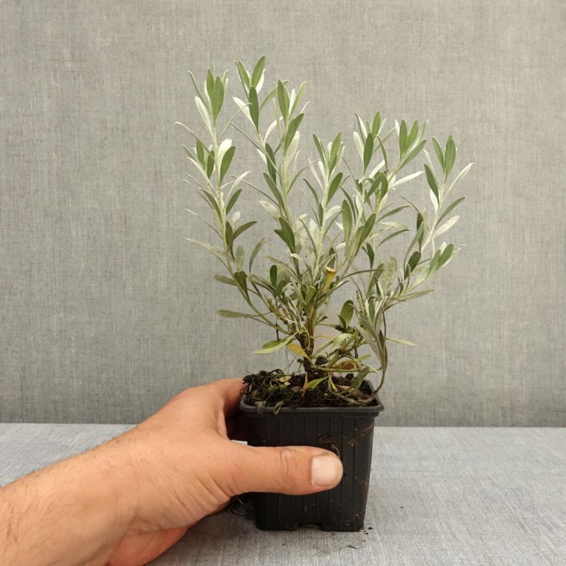 Exemplaar van Convolvulus cneorum - Zilverwinde Kweekpotje van 8/9 cm zoals geleverd in de lente
