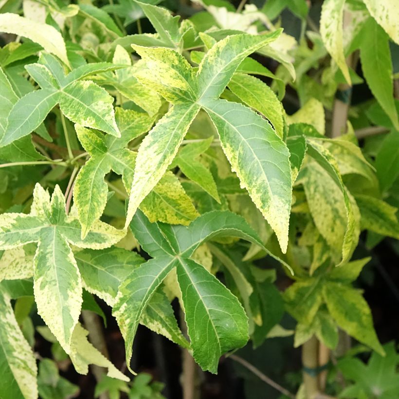 Liquidambar styraciflua Aurora - Amberboom (Blad)