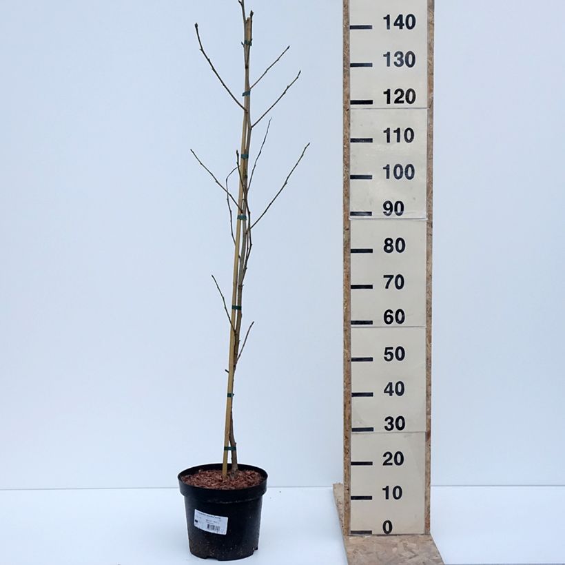 Exemplaar van Liquidambar styraciflua Aurora - Amberboom Pot van 4 l/5 l zoals geleverd in de winter