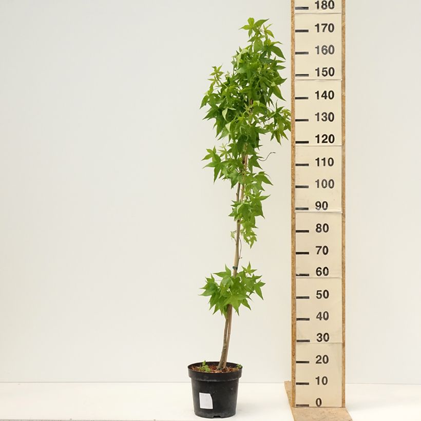 Example of Liquidambar styraciflua Aurora - Amberboom Pot van 4 l/5 l as you get in printemps
