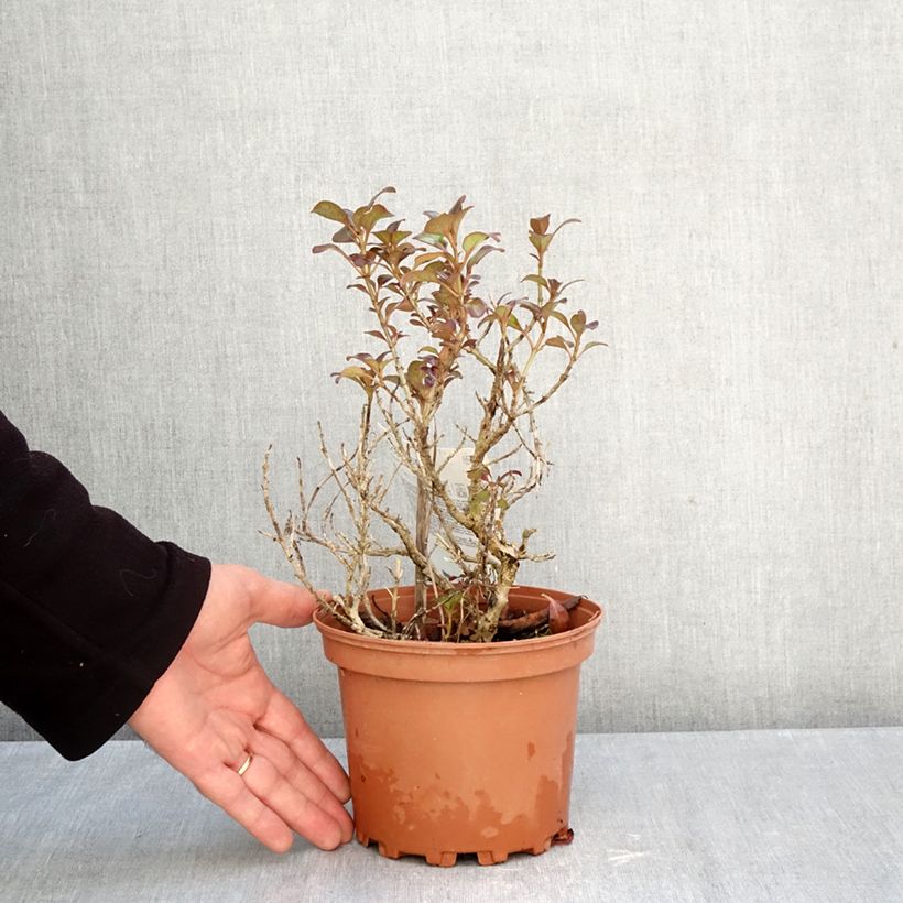 Exemplaar van Coprosma Chocolate Soldier - Spiegelplant Pot van 2 l/3 l zoals geleverd in de herfst