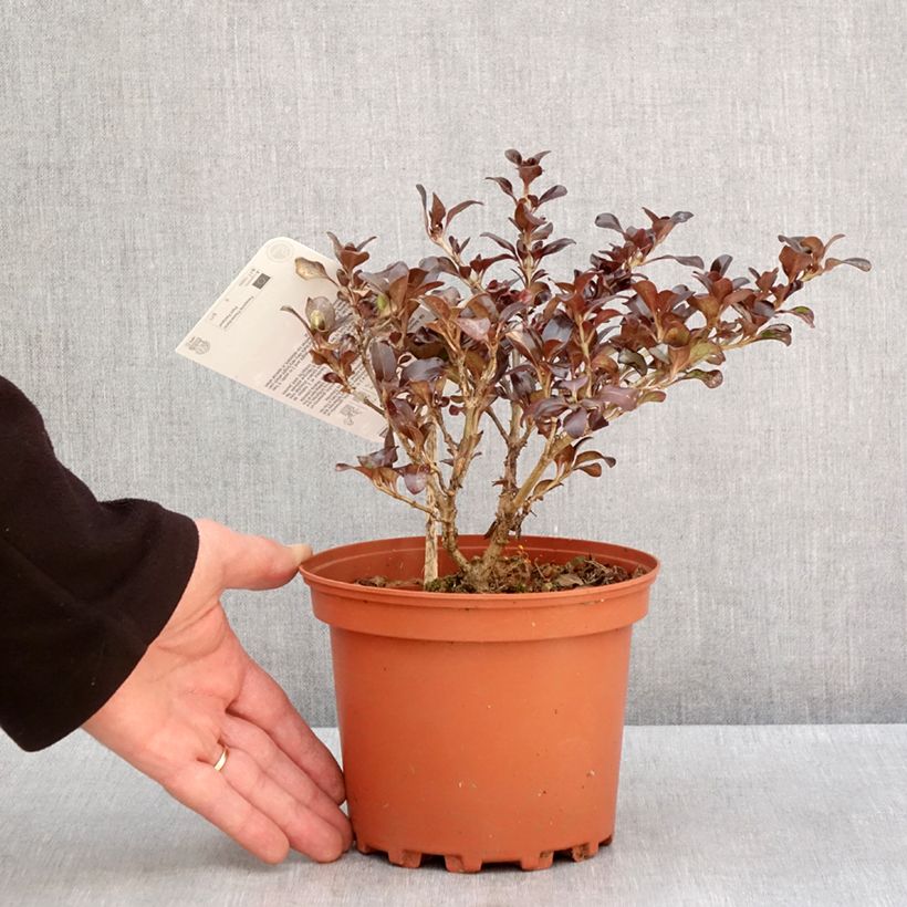 Exemplaar van Coprosma Chocolate Soldier Pot de 2L/3L zoals geleverd in de winter