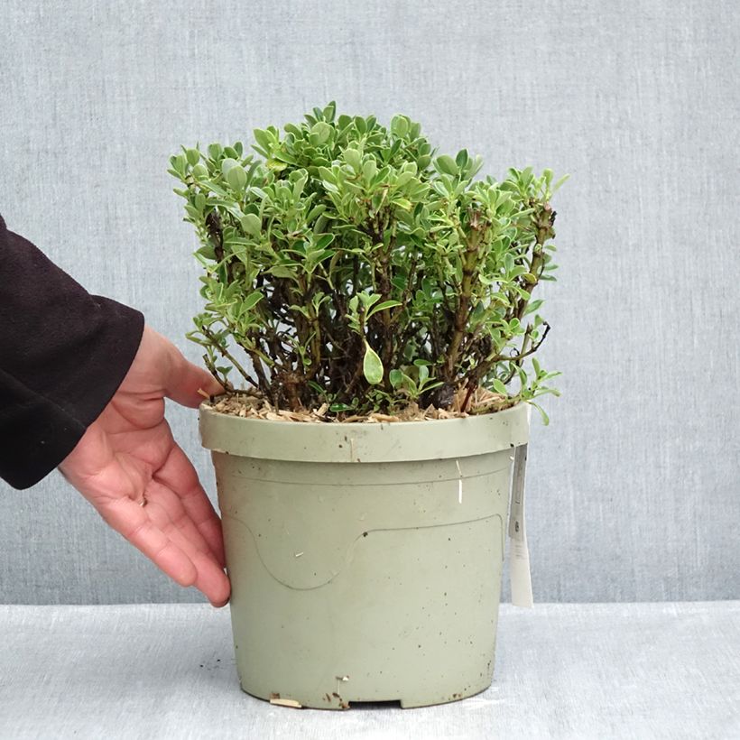 Exemplaar van Coprosma Mini Mac - Spiegelplant Pot van 3 l/4 l zoals geleverd in de herfst