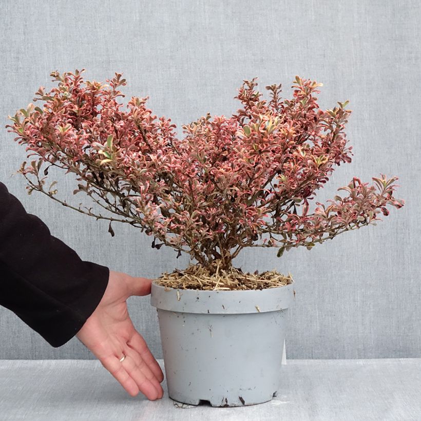 Exemplaar van Coprosma Pacific Dawn - Spiegelplant Pot van 2 l/3 l zoals geleverd in de herfst