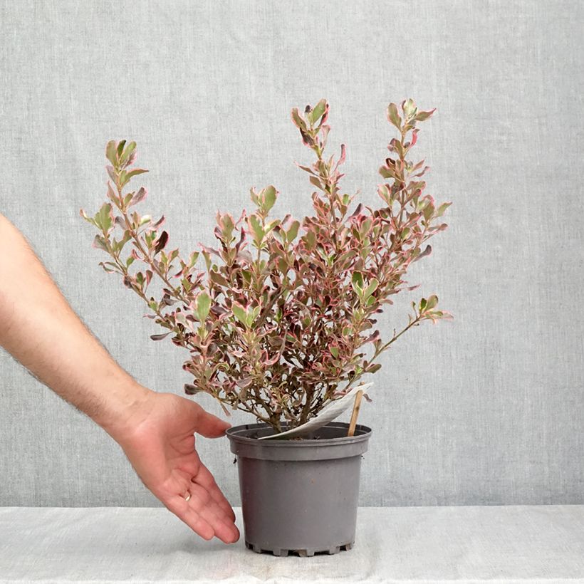 Exemplaar van Coprosma Pacific Dawn - Spiegelplant Pot van 2 l/3 l zoals geleverd in de zomer