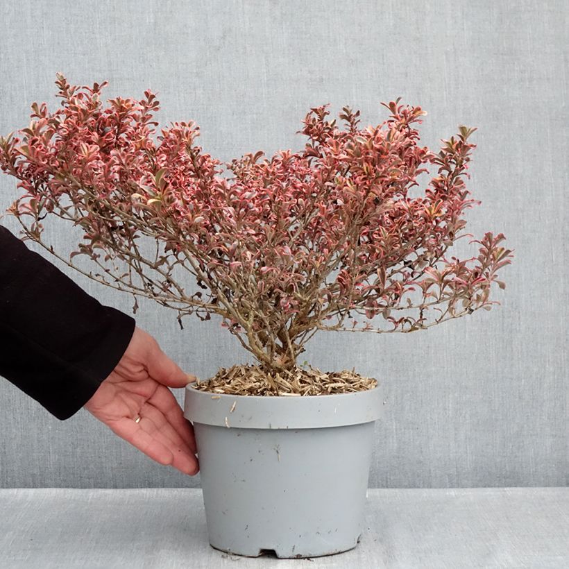 Exemplaar van Coprosma Pacific Dawn - Spiegelplant Pot van 2 l/3 l zoals geleverd in de winter