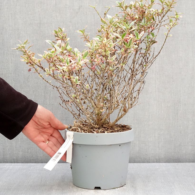 Exemplaar van Coprosma Pacific Dawn - Spiegelplant Pot van 2 l/3 l zoals geleverd in de lente