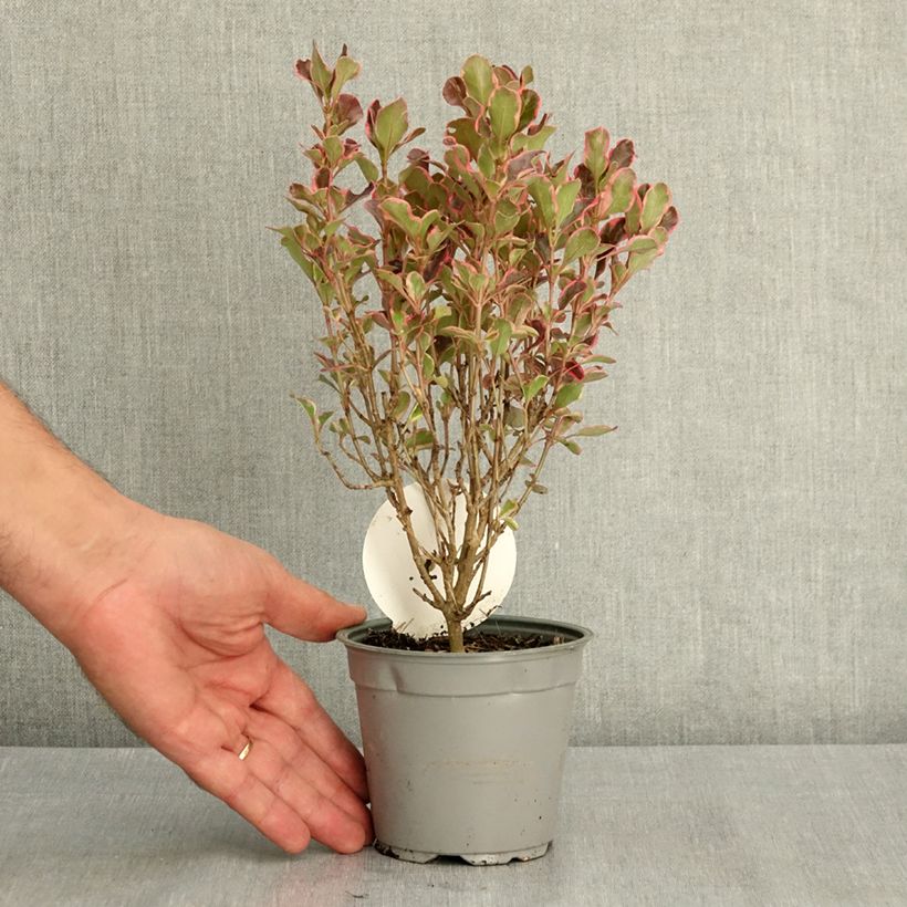 Exemplaar van Coprosma repens Eclipse - Spiegelplant Pot van 12 cm / 13 cm zoals geleverd in de zomer