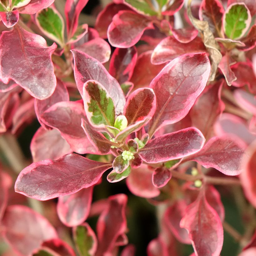 Coprosma repens Eclipse - Spiegelplant (Blad)