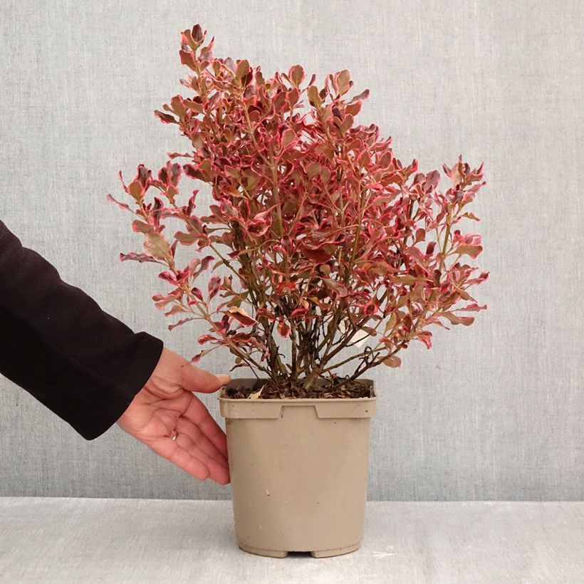 Exemplaar van Coprosma repens Eclipse - Spiegelplant Pot van 3 l/4 l zoals geleverd in de herfst