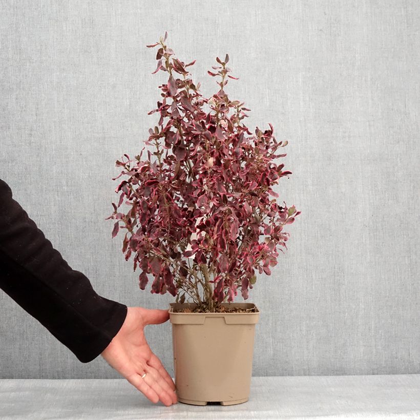 Exemplaar van Coprosma repens Eclipse Pot de 3L/4L zoals geleverd in de winter