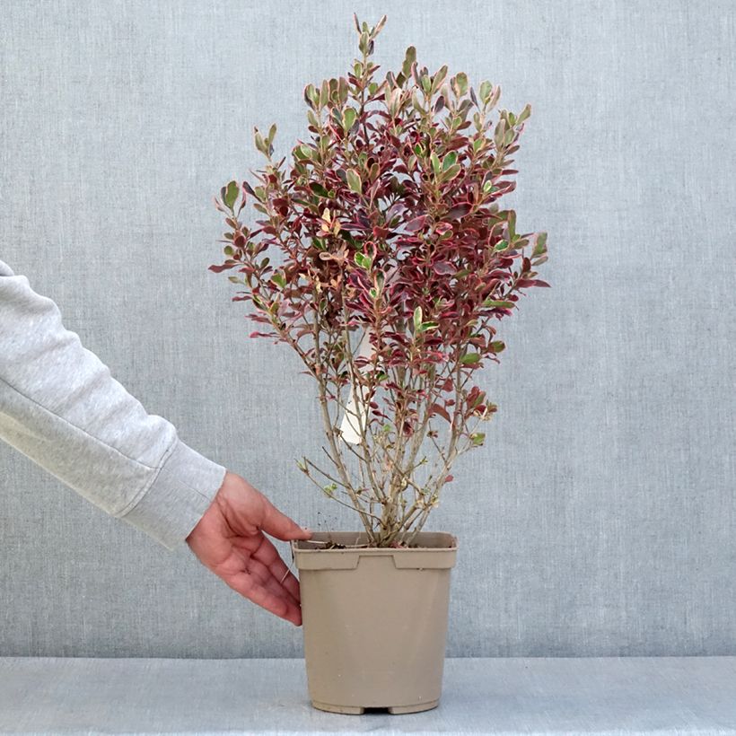 Example of Coprosma repens Eclipse - Spiegelplant Pot van 3 l/4 l as you get in printemps