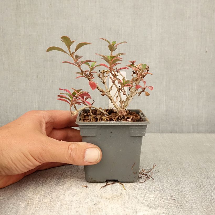 Exemplaar van Coprosma Fire Burst - Spiegelplant Kweekpotje van 8/9 cm zoals geleverd in de lente