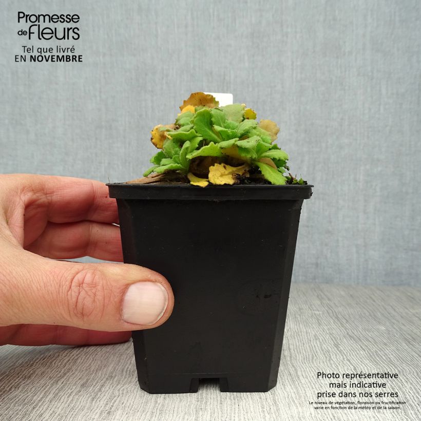Exemplaar van Arabis caucasica Bakkely - Randjesbloem Kweekpotje van 8/9 cm zoals geleverd in de herfst