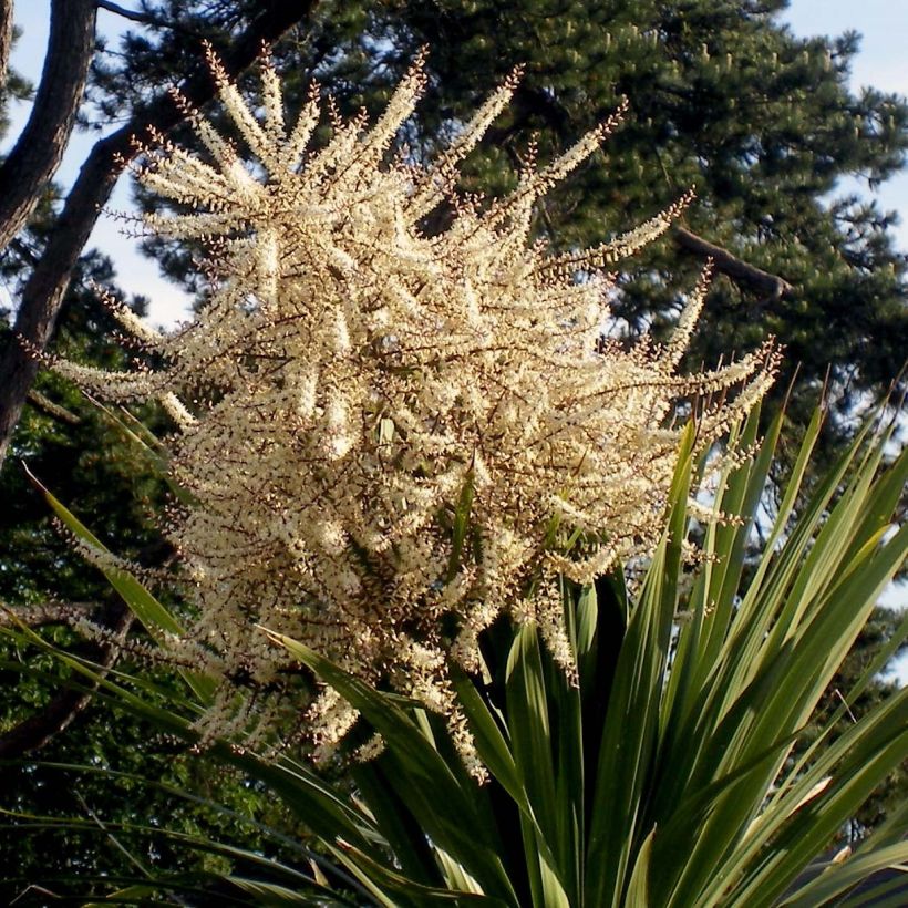 Cordyline australis (Bloei)