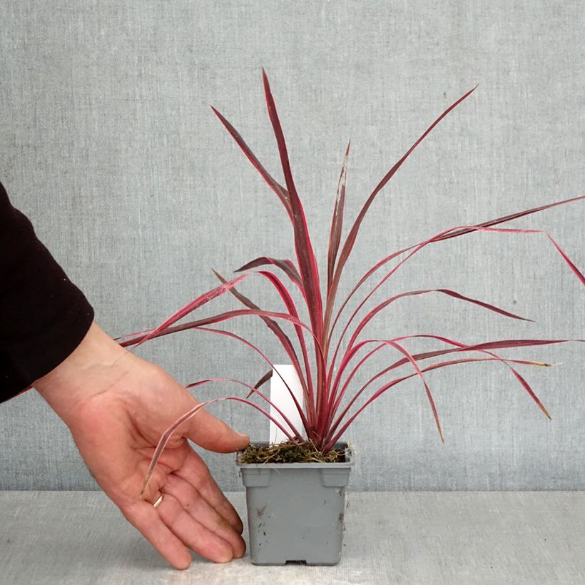 Exemplaar van Cordyline australis Cherry Sensation - Koolpalm Kweekpotje van 8/9 cm zoals geleverd in de lente