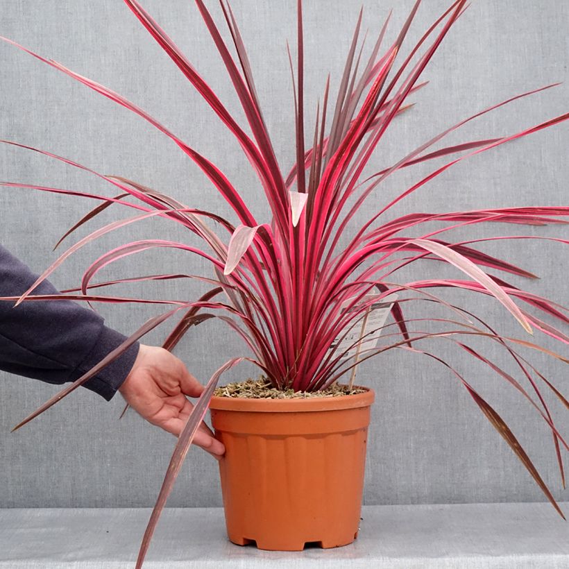 Example of Cordyline australis Cherry Sensation - Koolpalm Pot van 6 l/7 l as you get in printemps