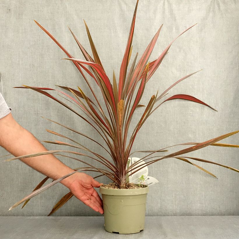 Exemplaar van Cordyline australis Coral - Koolpalm Pot van 3 l/4 l zoals geleverd in de zomer