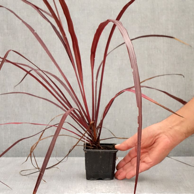 Exemplaar van Cordyline australis Design a Line Burgundy - Koolpalm Kweekpotje van 8/9 cm zoals geleverd in de herfst