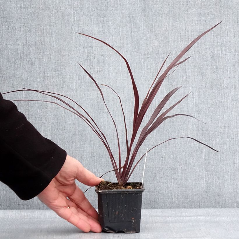 Exemplaar van Cordyline australis Design a Line Burgundy - Koolpalm Kweekpotje van 8/9 cm zoals geleverd in de winter