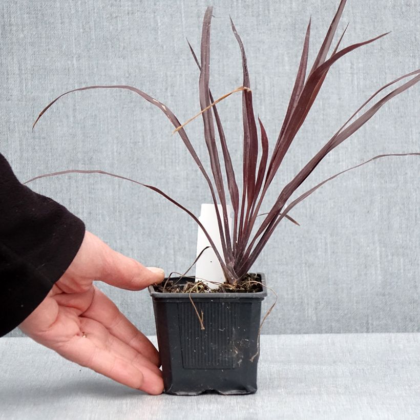 Exemplaar van Cordyline australis Design a Line Burgundy - Koolpalm Kweekpotje van 8/9 cm zoals geleverd in de lente