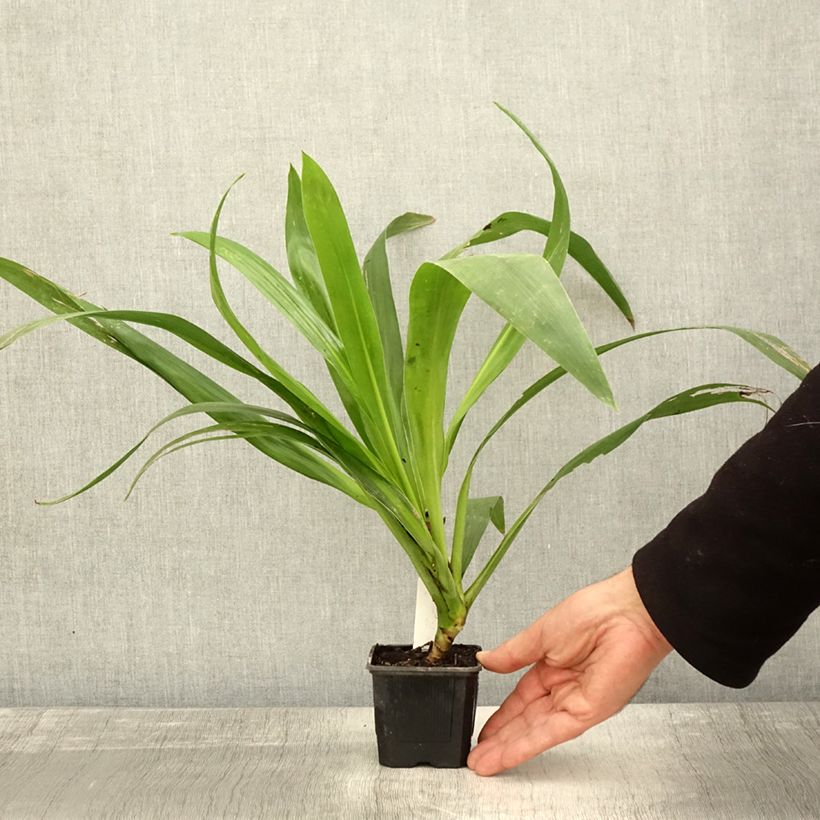 Exemplaar van Cordyline australis Emerald Star Artic Jungle Godet de 8/9 cm zoals geleverd in de herfst
