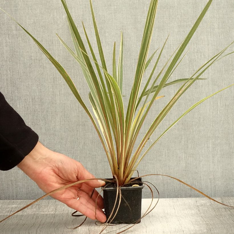 Exemplaar van Cordyline australis Fantasy - Koolpalm Kweekpotje van 8/9 cm zoals geleverd in de herfst