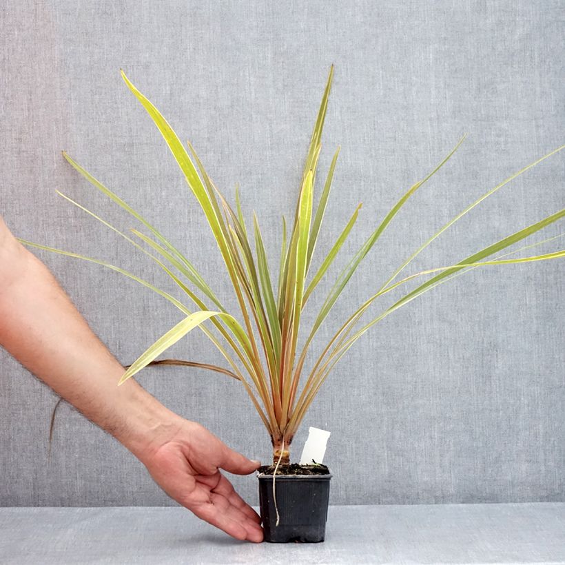 Exemplaar van Cordyline australis Fantasy - Koolpalm Kweekpotje van 8/9 cm zoals geleverd in de zomer