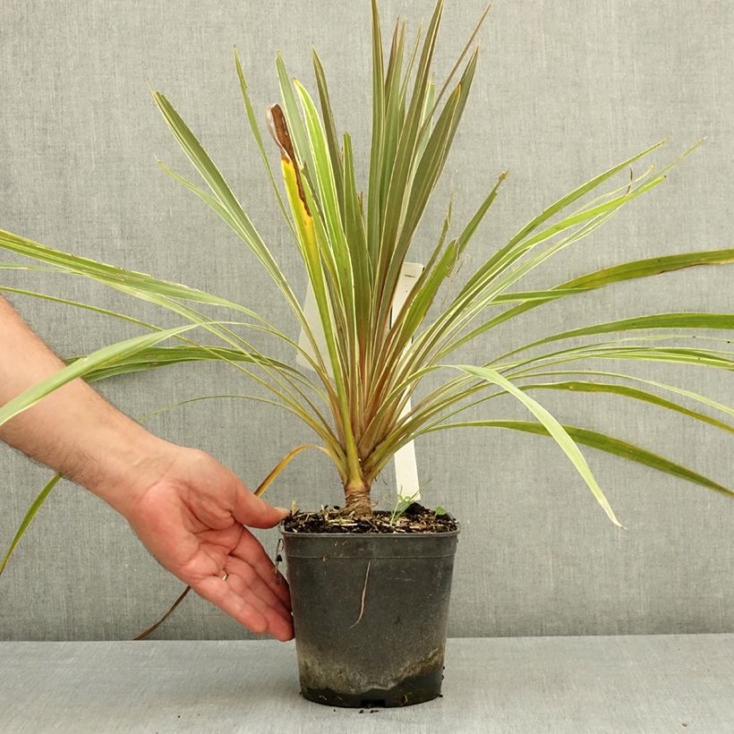 Exemplaar van Cordyline australis Fantasy - Koolpalm Pot van 2 l/3 l zoals geleverd in de zomer