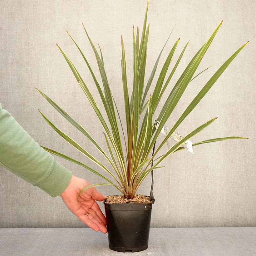 Exemplaar van Cordyline australis Fantasy - Koolpalm Pot van 2 l/3 l zoals geleverd in de winter