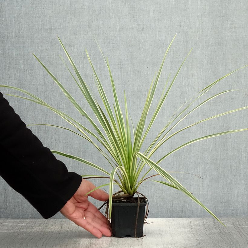 Exemplaar van Cordyline australis Lime Passion - Koolpalm Kweekpotje van 8/9 cm zoals geleverd in de herfst