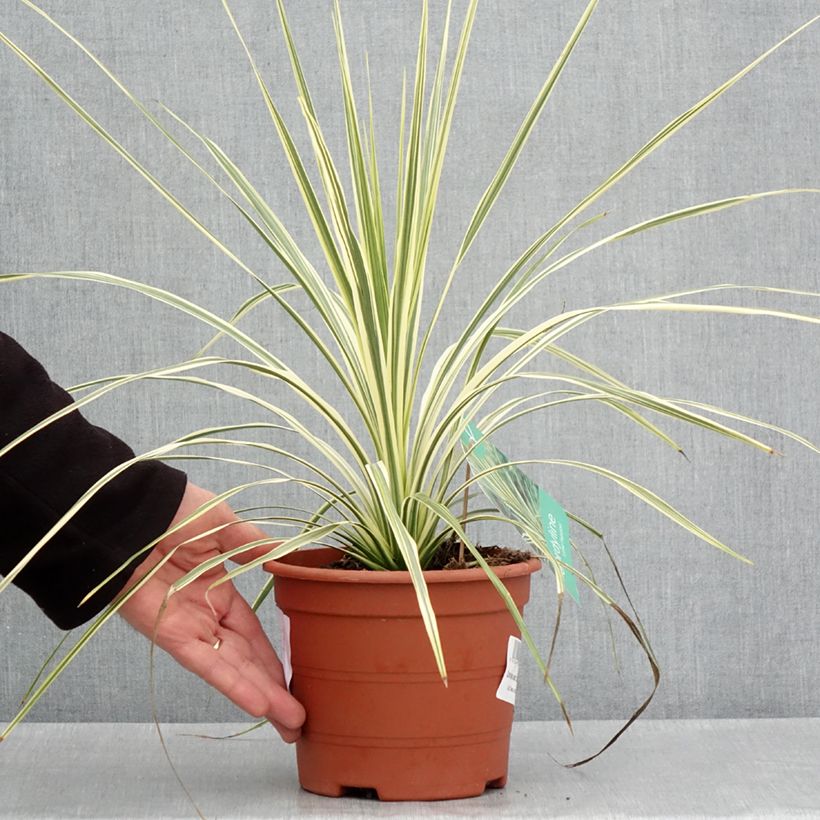 Example of Cordyline australis Lime Passion - Koolpalm Pot van 2 l/3 l as you get in printemps