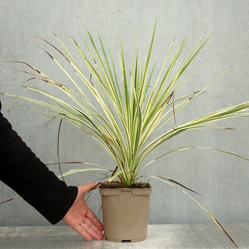 Exemplaar van Cordyline australis Lime Passion - Koolpalm Pot van 2 l/3 l zoals geleverd in de herfst