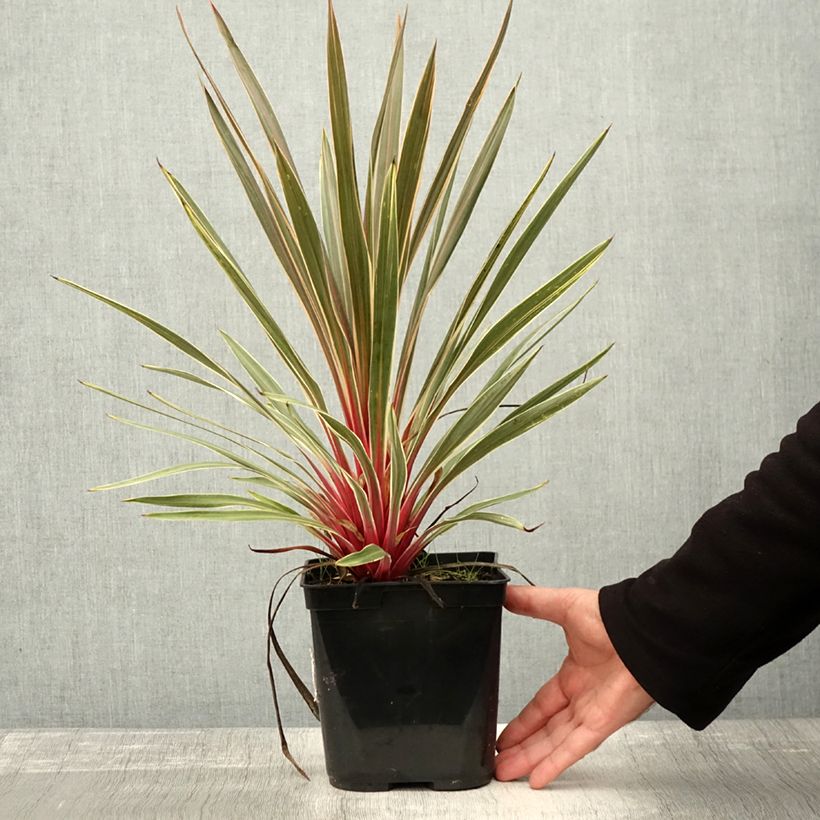 Exemplaar van Cordyline australis Magic Star Pot de 3L/4L zoals geleverd in de herfst