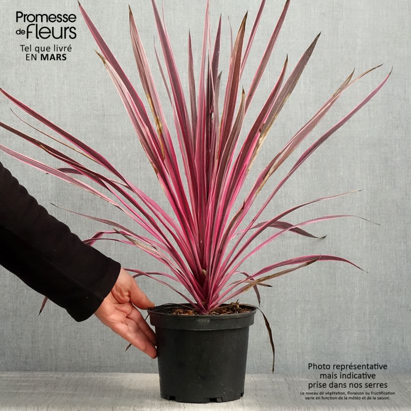 Exemplaar van Cordyline australis Pink Passion - Koolpalm Pot van 2 l/3 l zoals geleverd in de lente