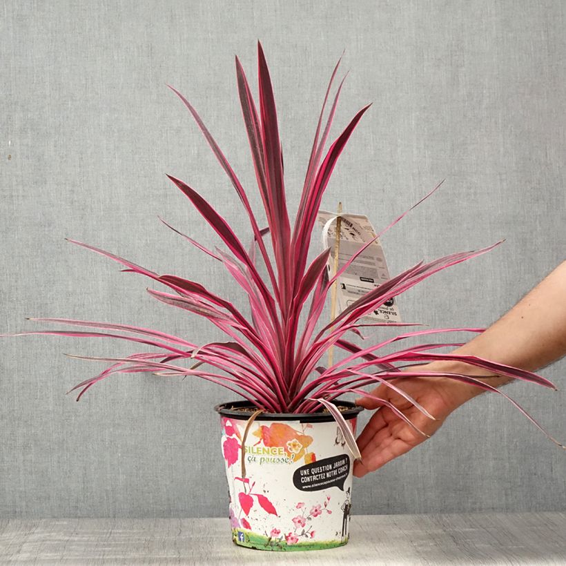 Exemplaar van Cordyline australis Pink Passion - Koolpalm Pot van 4 l/5 l zoals geleverd in de lente