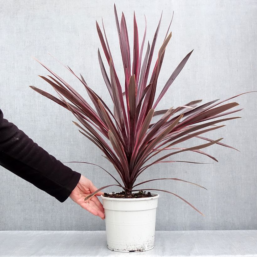 Exemplaar van Cordyline australis Pink Passion - Koolpalm Pot van 4 l/5 l zoals geleverd in de herfst