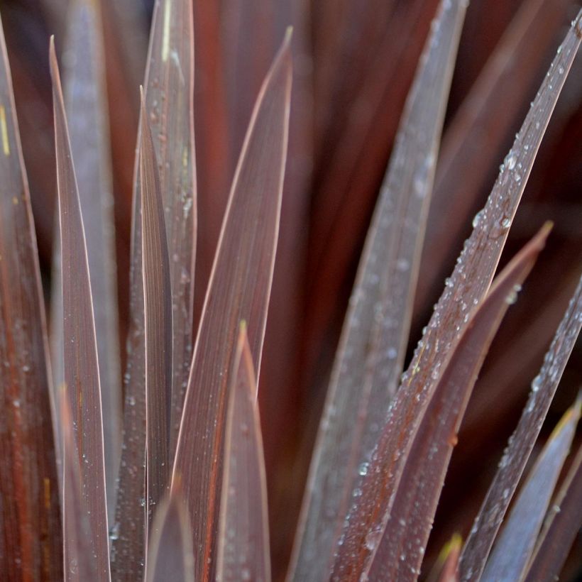 Cordyline australis Red Star - Koolpalm (Foliage)
