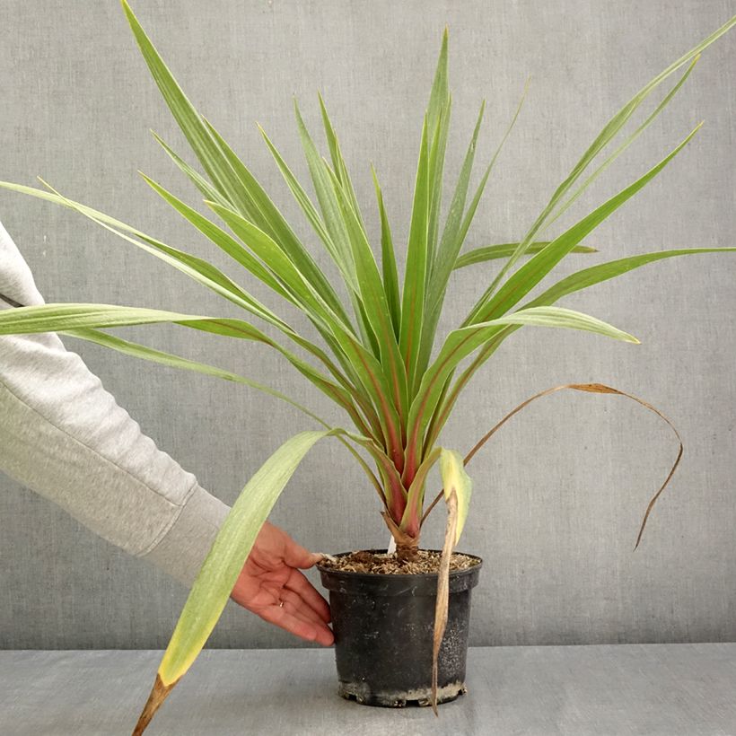 Exemplaar van Cordyline australis Sundance - Koolpalm Pot van 2 l/3 l zoals geleverd in de herfst