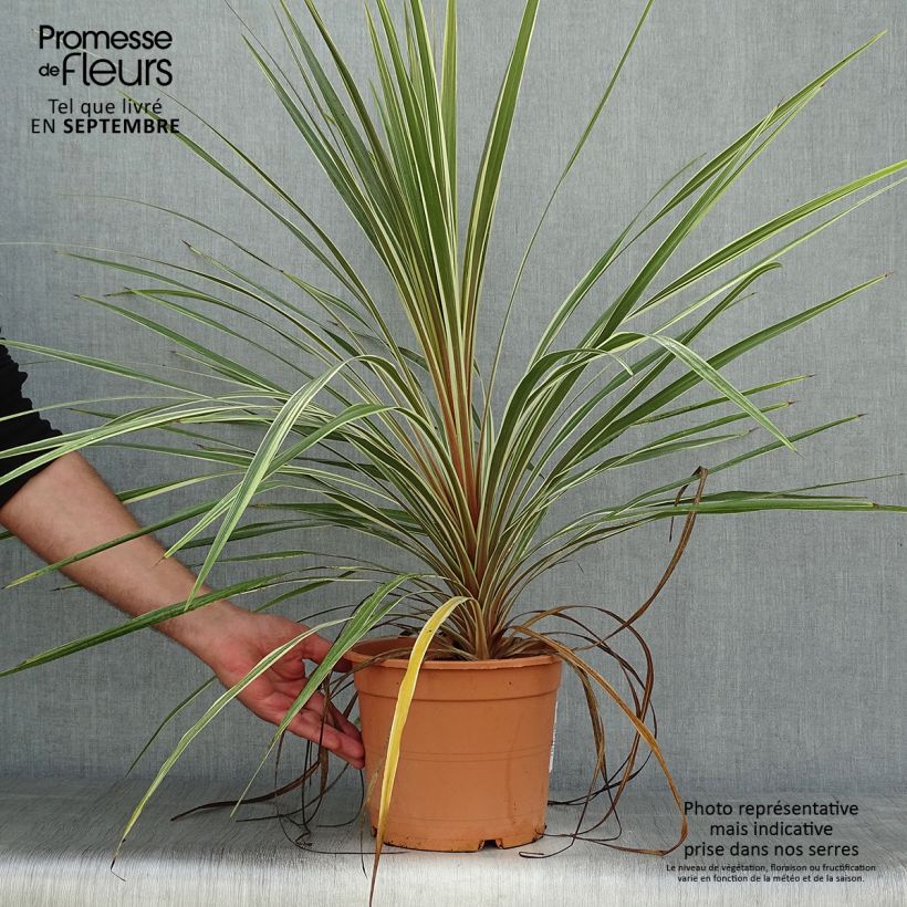 Exemplaar van Cordyline australis Torbay Dazzler - Koolpalm Pot van 4 l/5 l zoals geleverd in de herfst