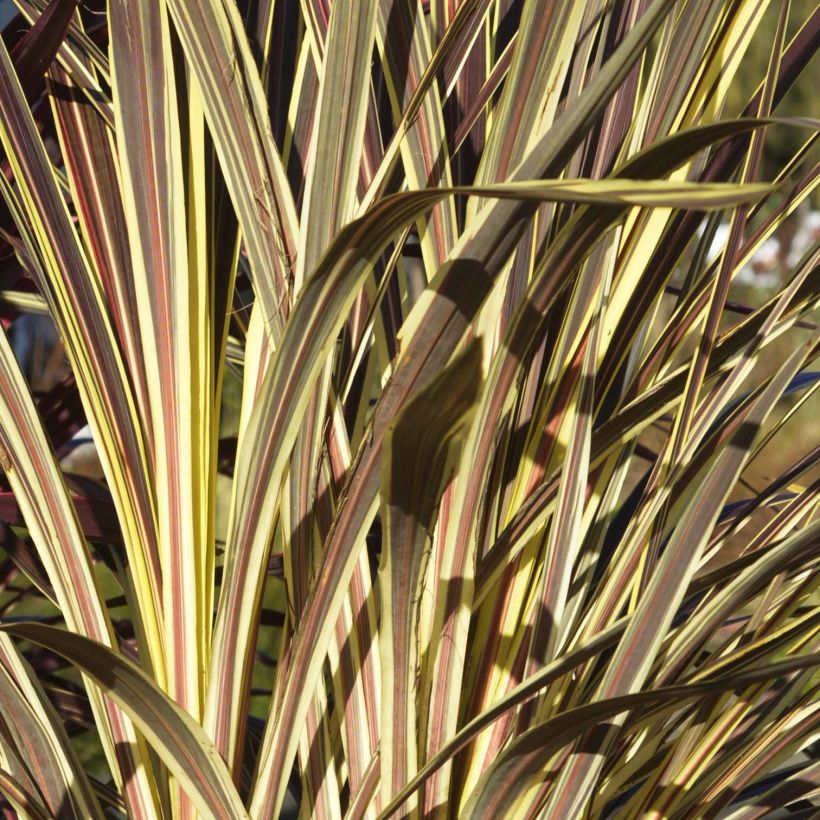 Cordyline banksii Electric Flash - Koolpalm (Blad)