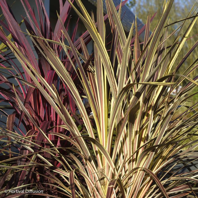 Cordyline banksii Electric Flash - Koolpalm (Groeiplaats)