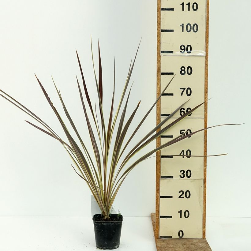 Exemplaar van Cordyline banksii Electric Flash - Koolpalm Pot van 1,5 l/2 l zoals geleverd in de zomer